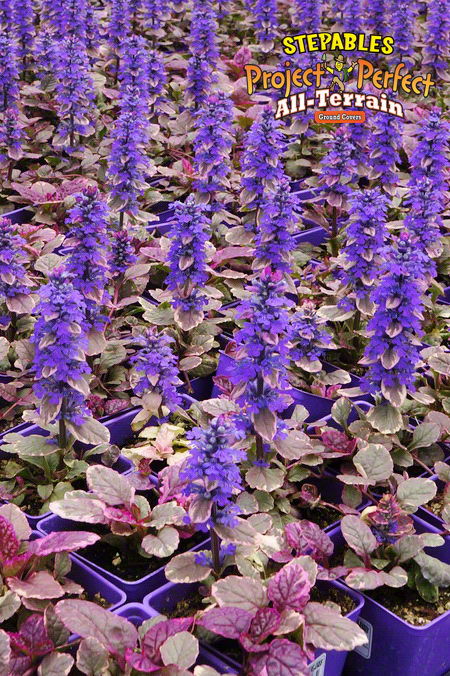 ../ProdImages/ProdImages_Extra/225_Ajuga reptans Burgundy Glow 20159003.jpg